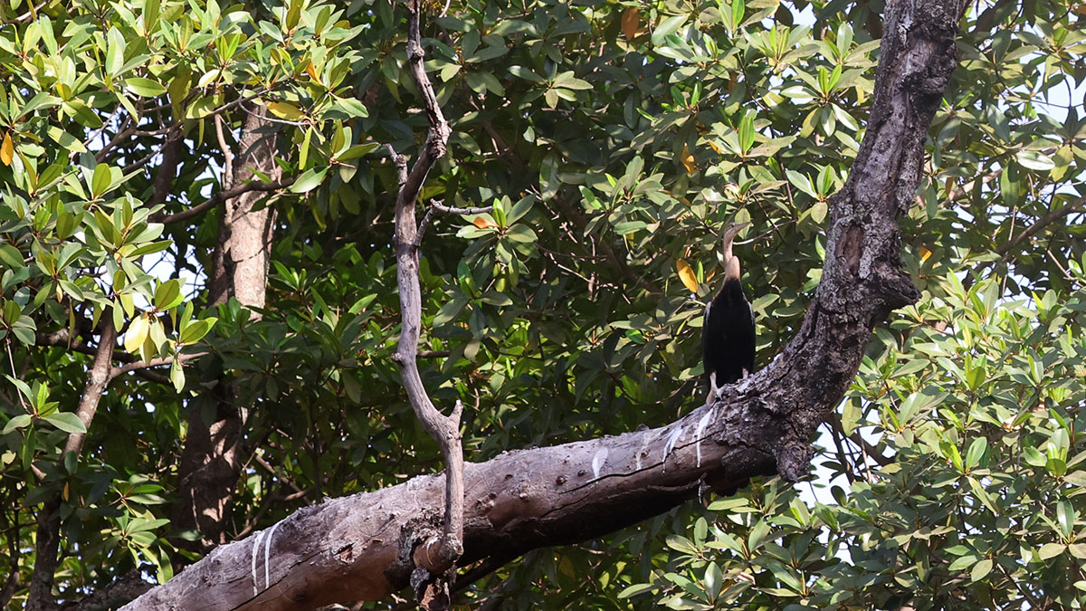 African Darter